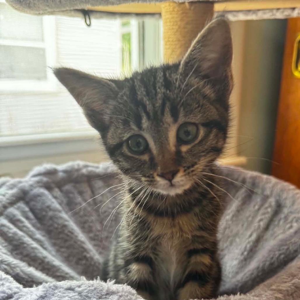 Sansa $150, a Adoptable Domestic Short Hair in Milwaukee, WI image 1/4