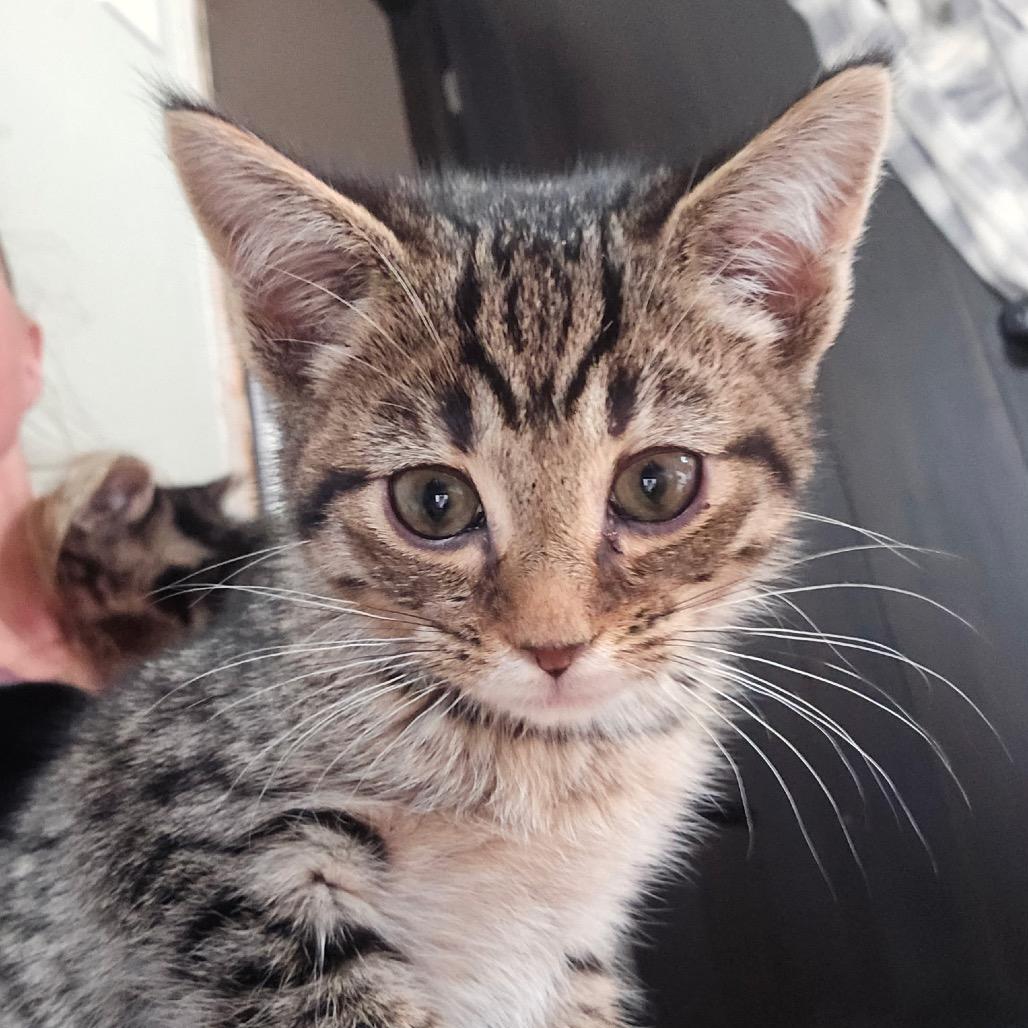Sansa $150, a Adoptable Domestic Short Hair in Milwaukee, WI image 2/4