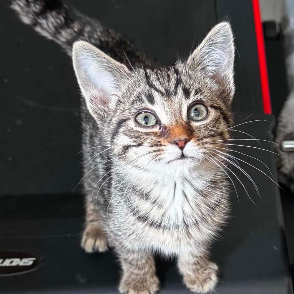 Sansa $150, a Adoptable Domestic Short Hair in Milwaukee, WI image 3/4