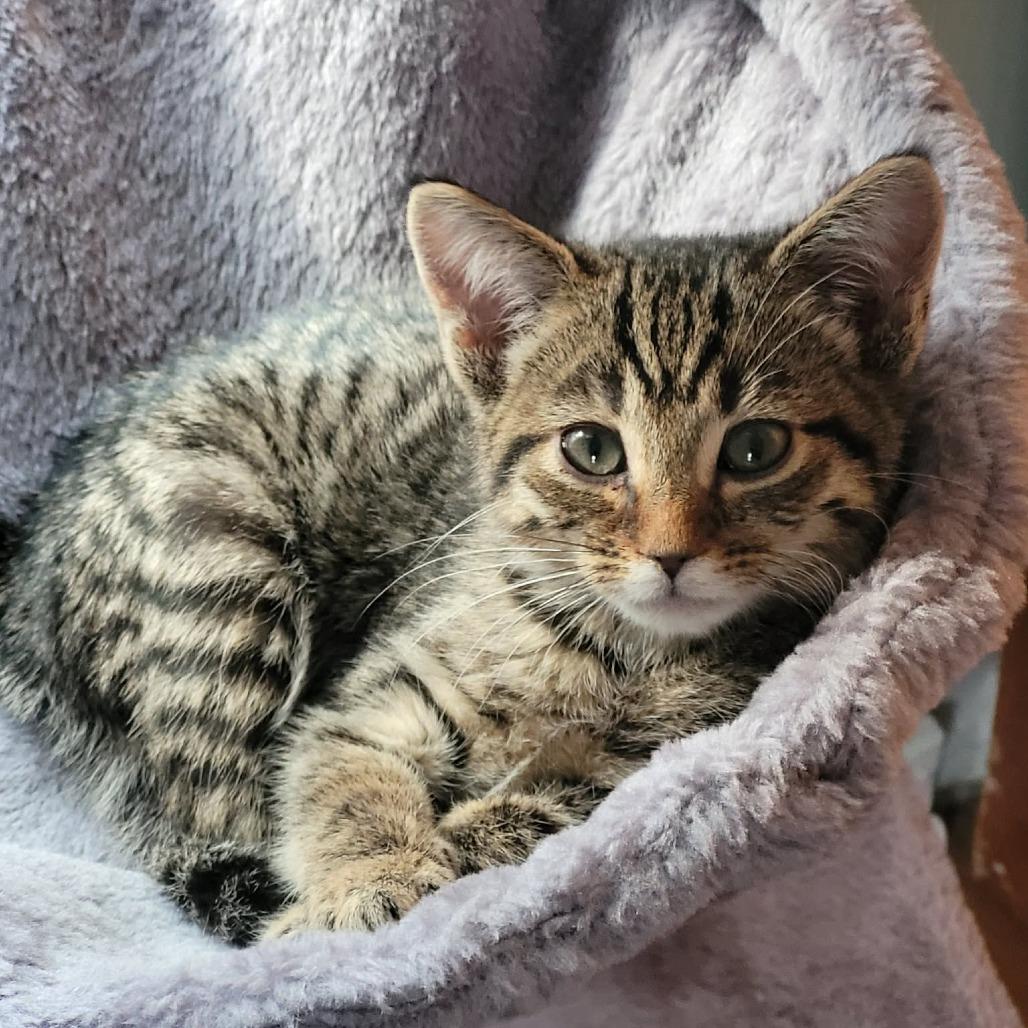 Sansa $150, a Adoptable Domestic Short Hair in Milwaukee, WI image 4/4