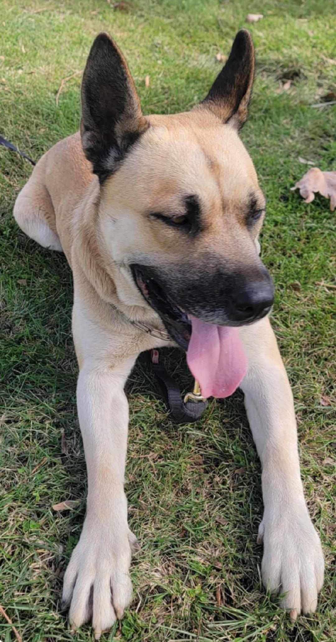 Linda, Adoptable, Adult Female Shepherd & Akita.