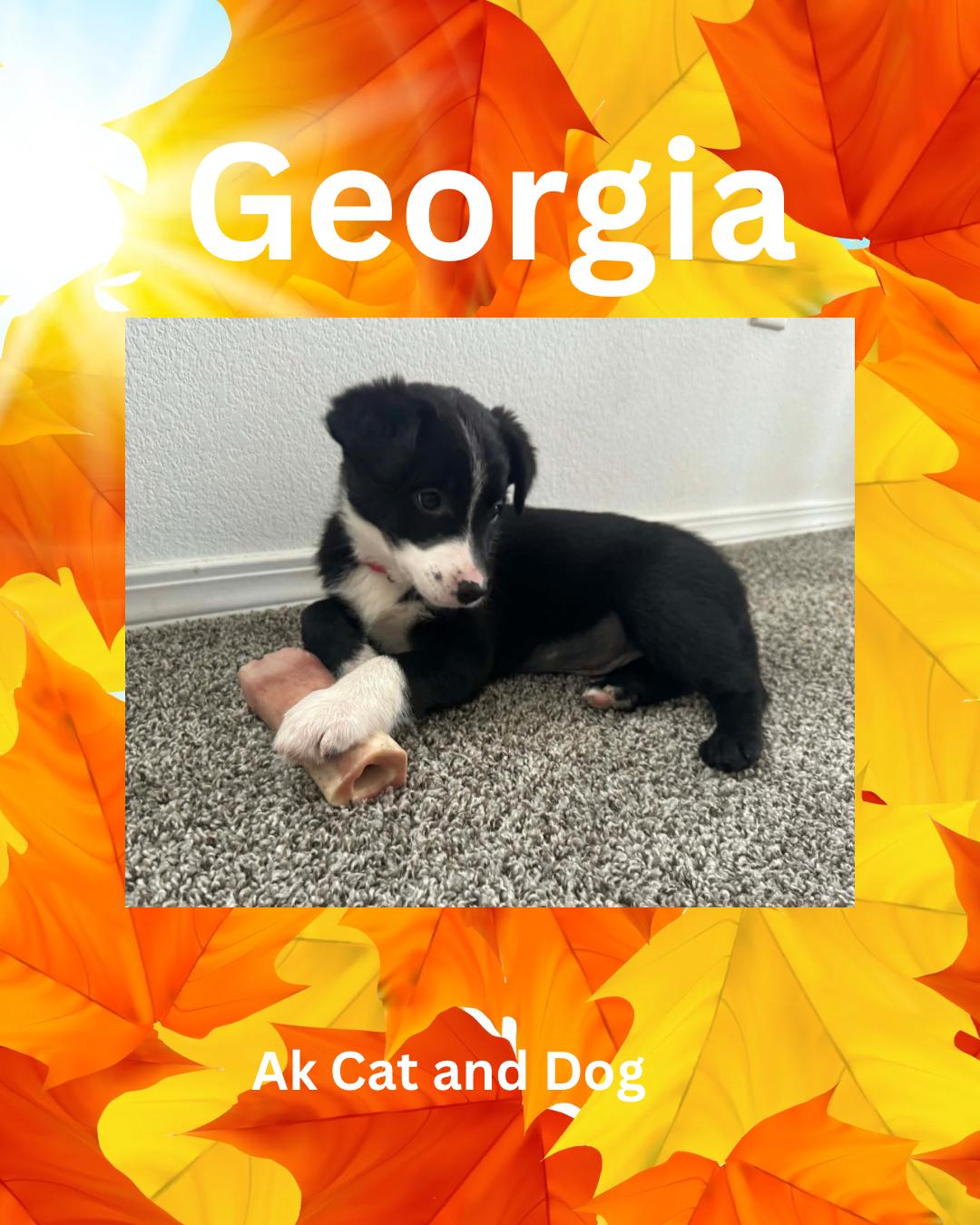Enlarge Georgia (Atlanta pup 1), a Adopted mixed breed in Wasilla, AK image 1/1