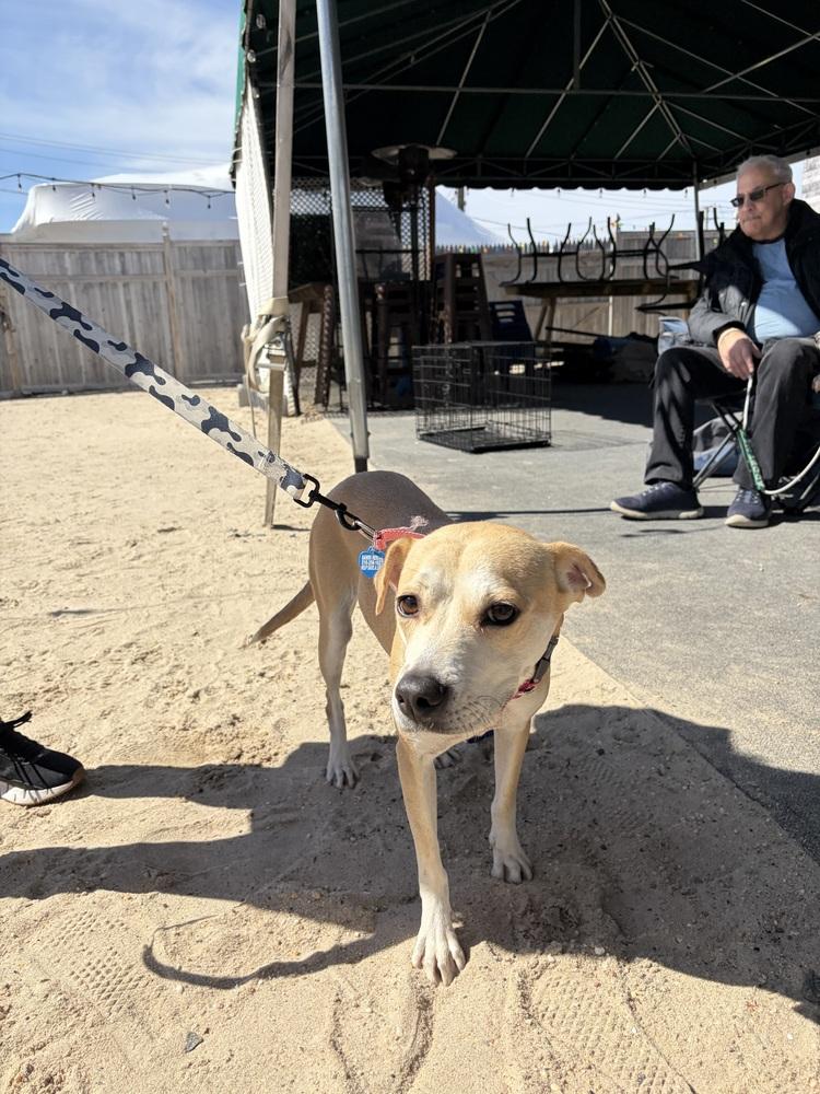 Roxy, Adoptable, Adult Female Mixed Breed.