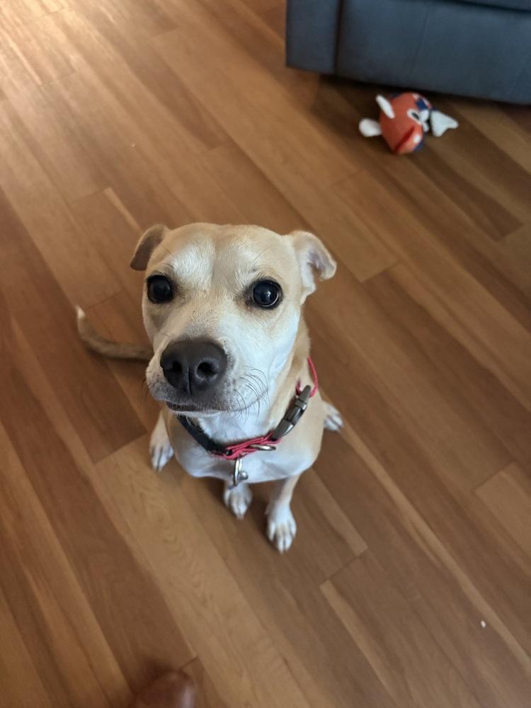 Enlarge Roxy, a Adoptable mixed breed in Valley Stream, NY image 2/6