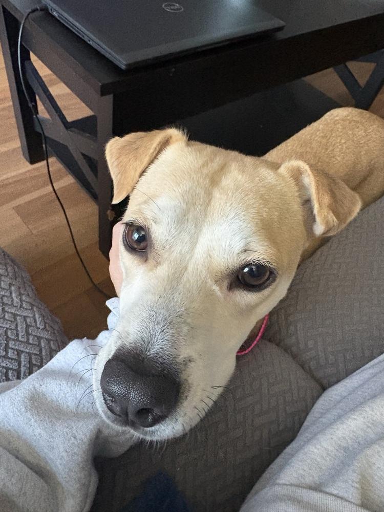 Enlarge Roxy, a Adoptable mixed breed in Valley Stream, NY image 3/6