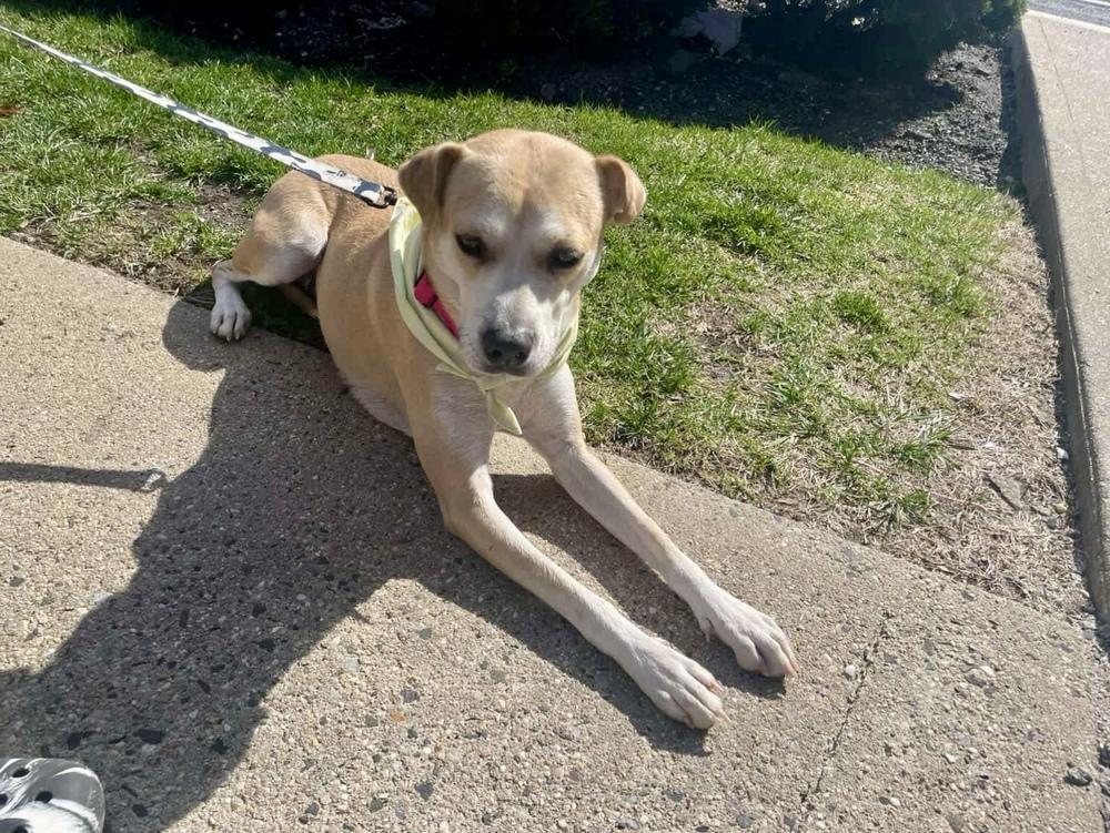 Enlarge Roxy, a Adoptable mixed breed in Valley Stream, NY image 4/6