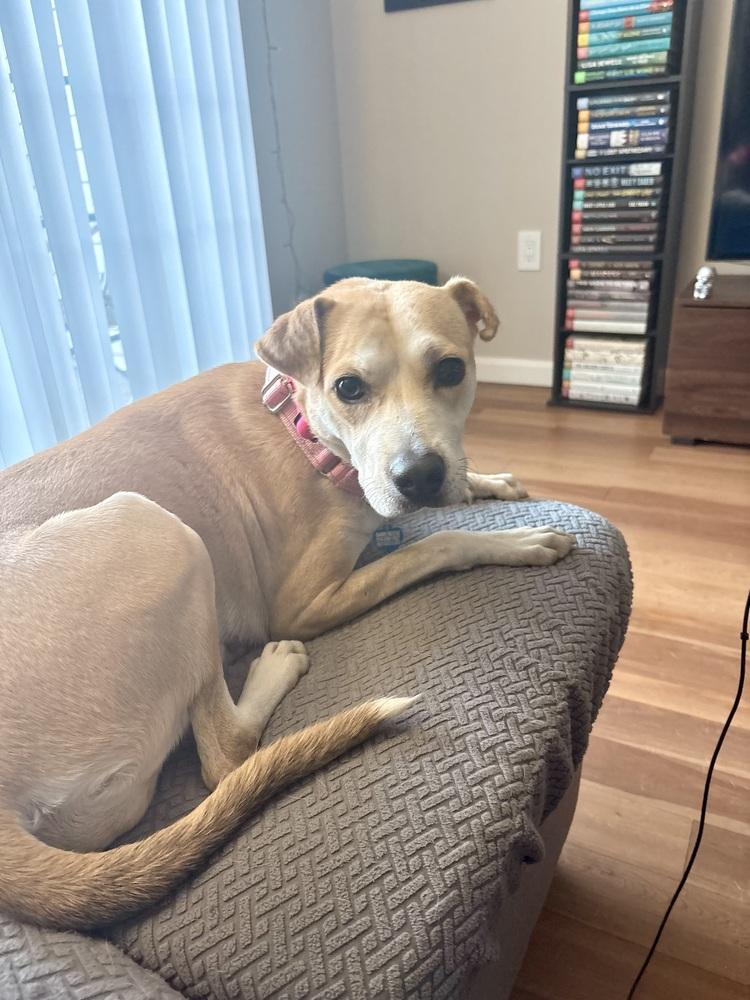 Enlarge Roxy, a Adoptable mixed breed in Valley Stream, NY image 5/6