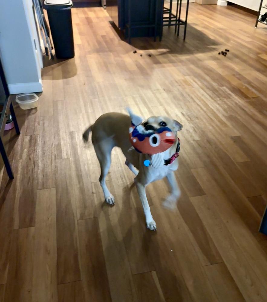 Enlarge Roxy, a Adoptable mixed breed in Valley Stream, NY image 6/6