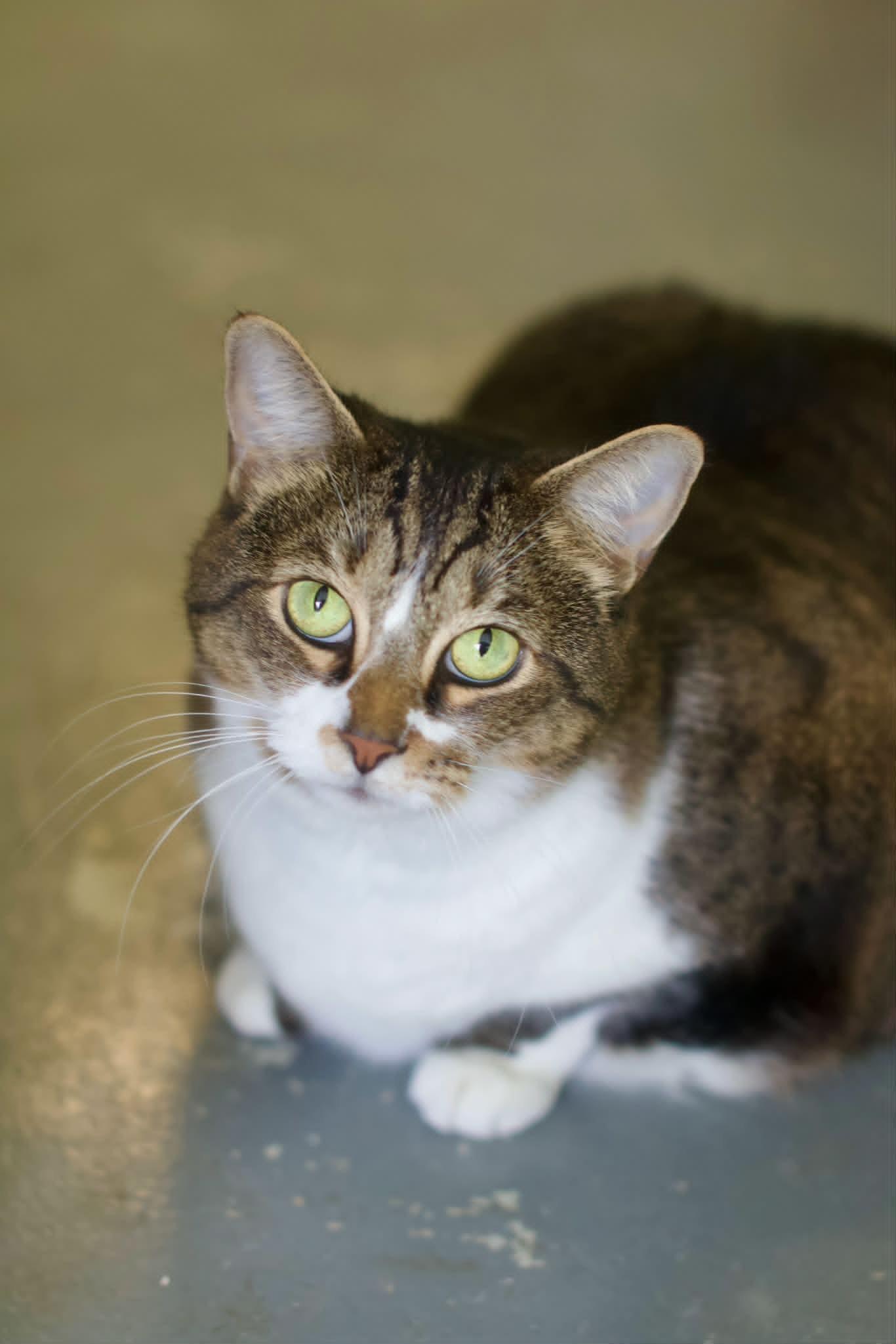 Nicole (SPONSORED), ADOPTABLE, Adult Female Domestic Short Hair.