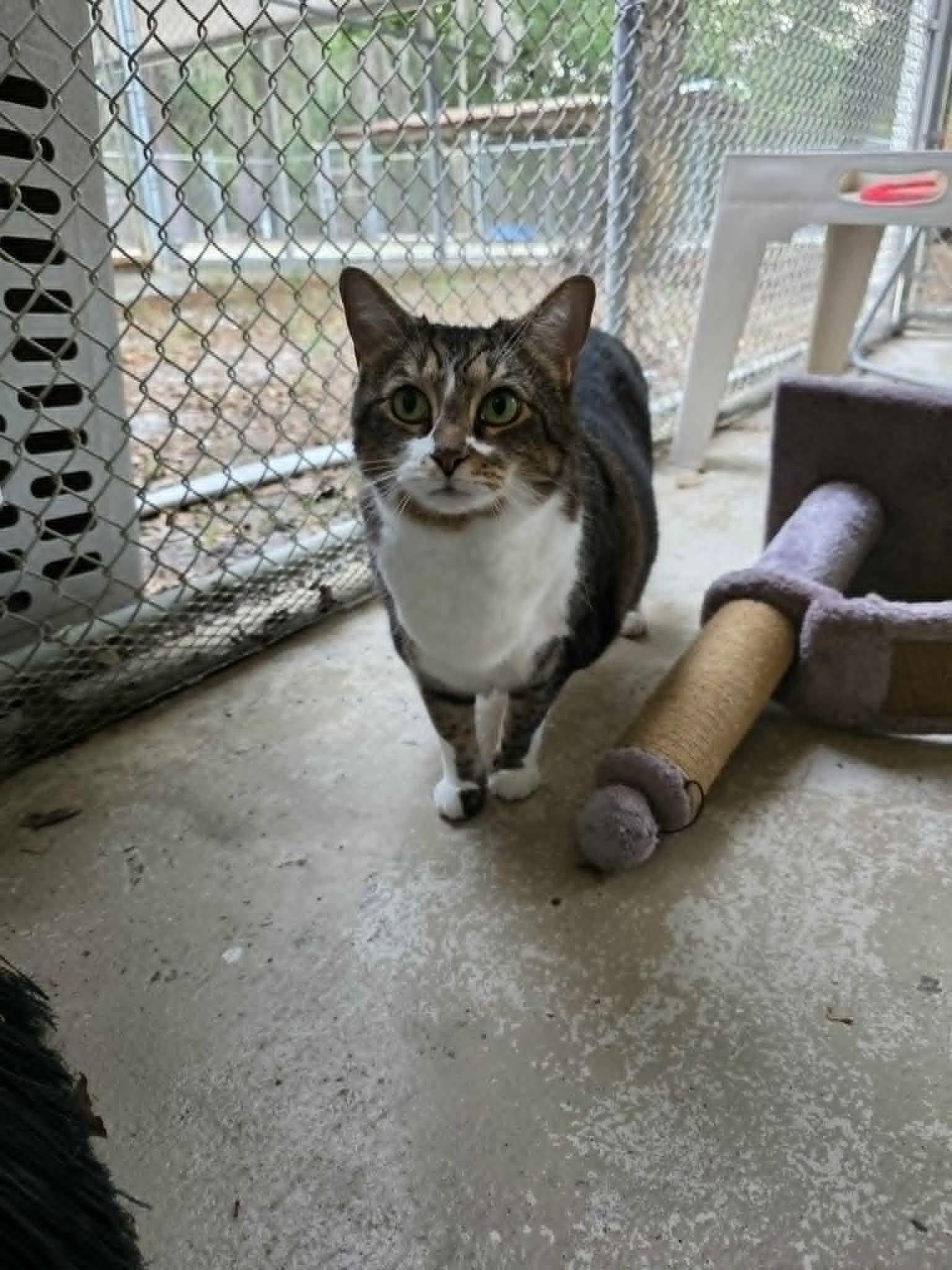 Enlarge Nicole, a ADOPTABLE Domestic Short Hair in Umatilla, FL image 3/3