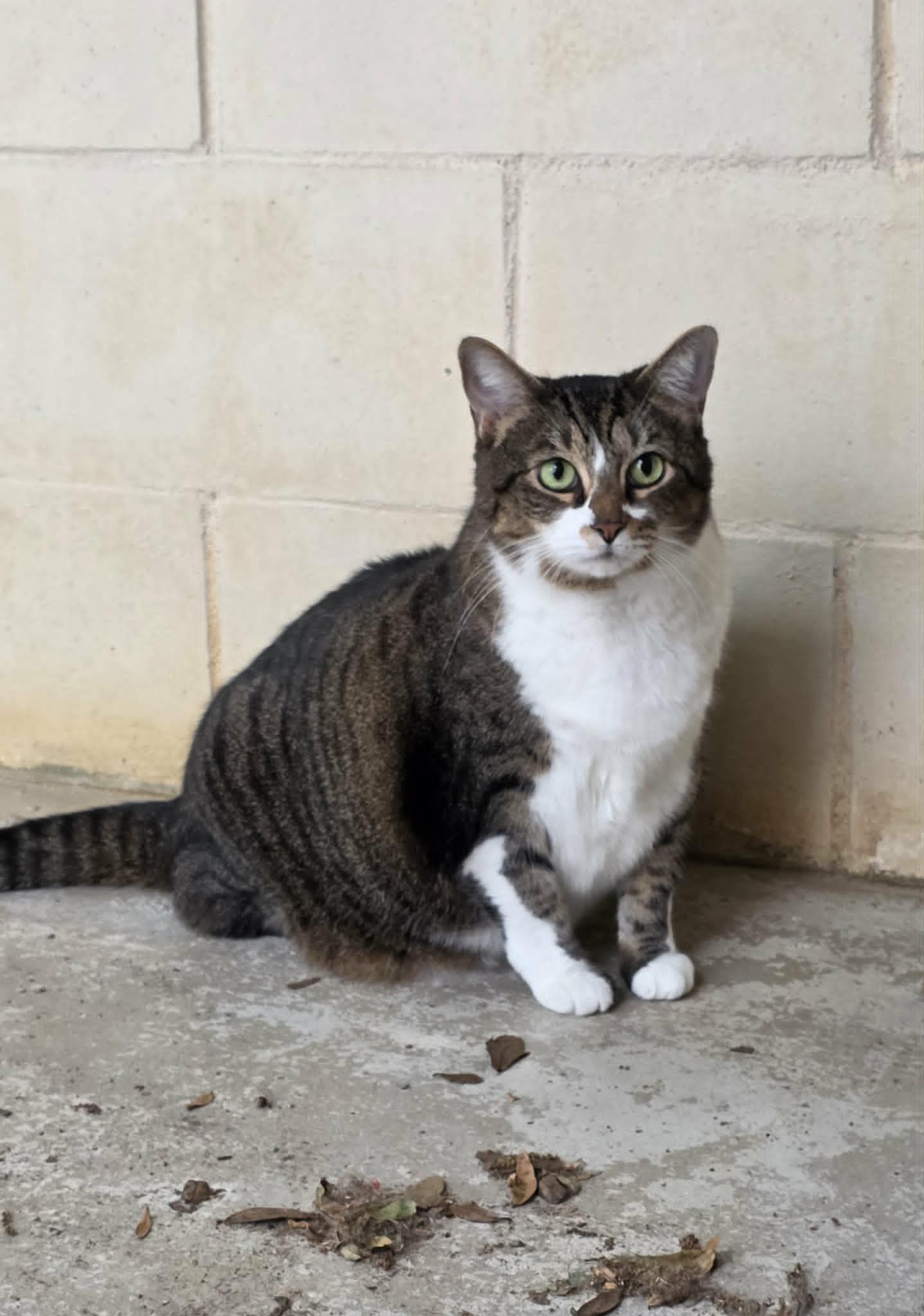 Enlarge Nicole, a ADOPTABLE Domestic Short Hair in Umatilla, FL image 1/3