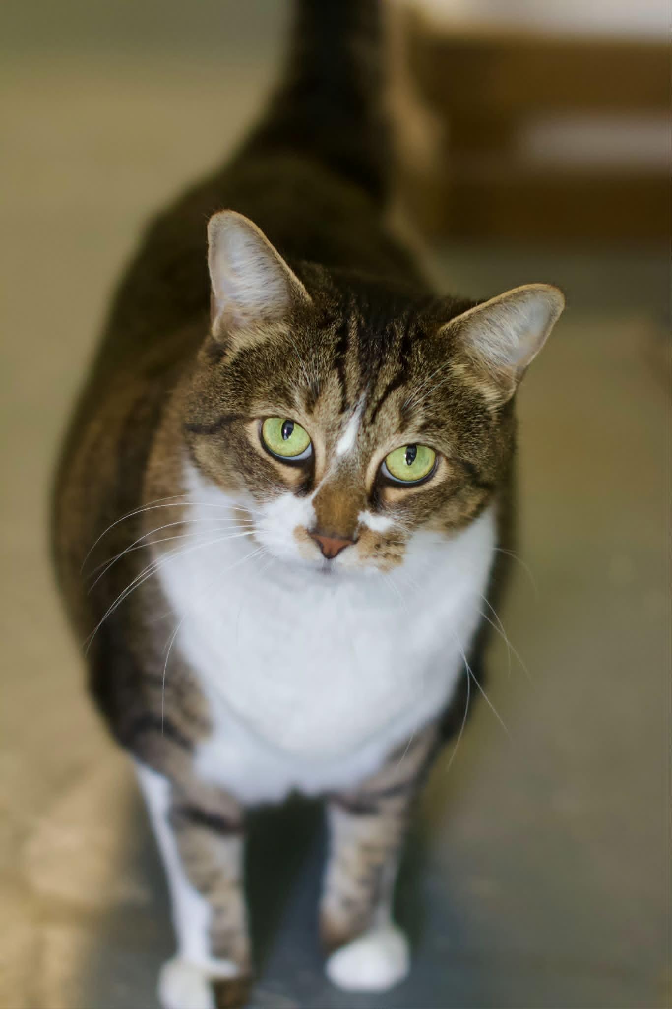 Nicole (SPONSORED), a ADOPTABLE Domestic Short Hair in Umatilla, FL image 5/5
