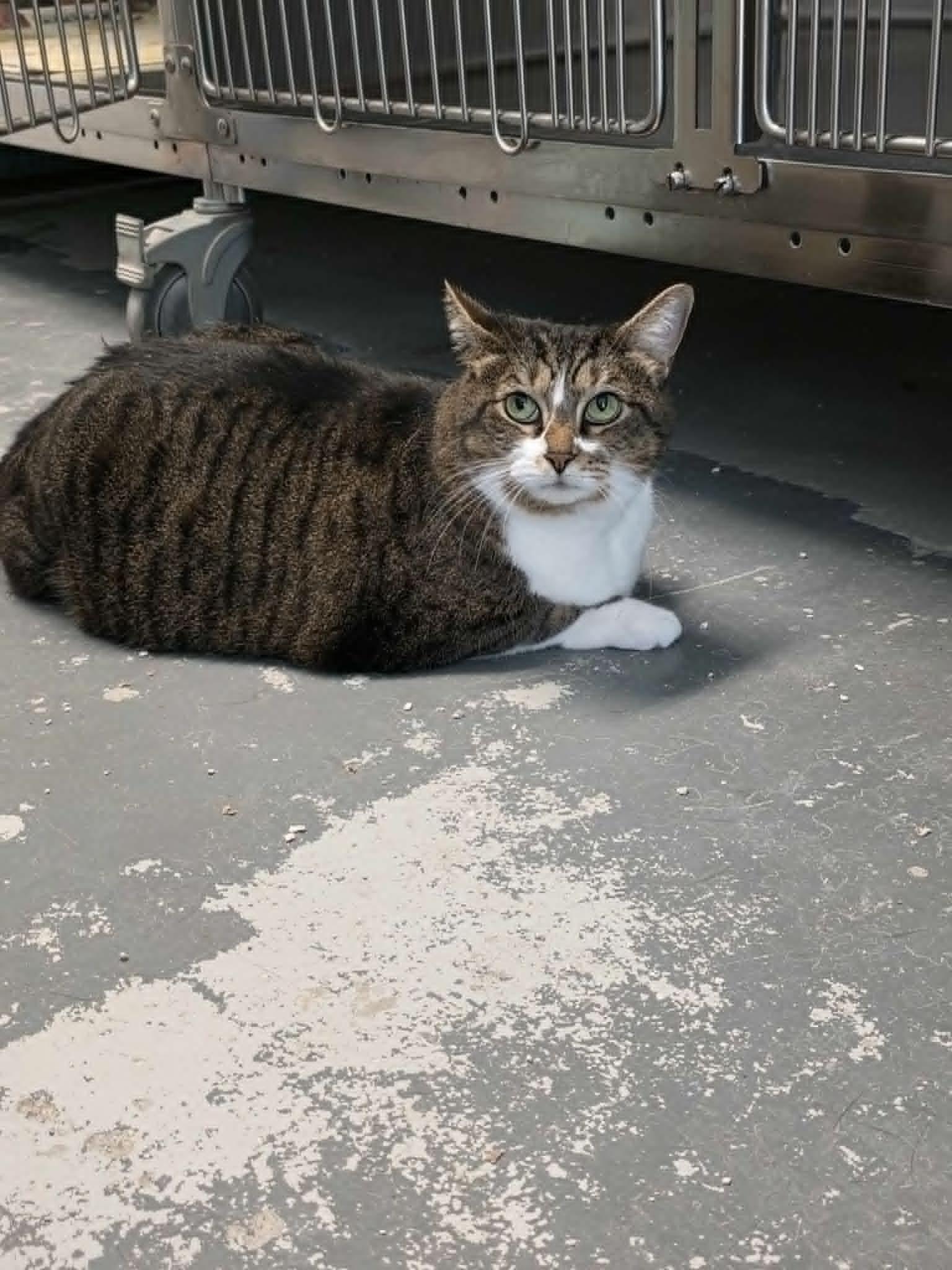 Enlarge Nicole, a ADOPTABLE Domestic Short Hair in Umatilla, FL image 2/3