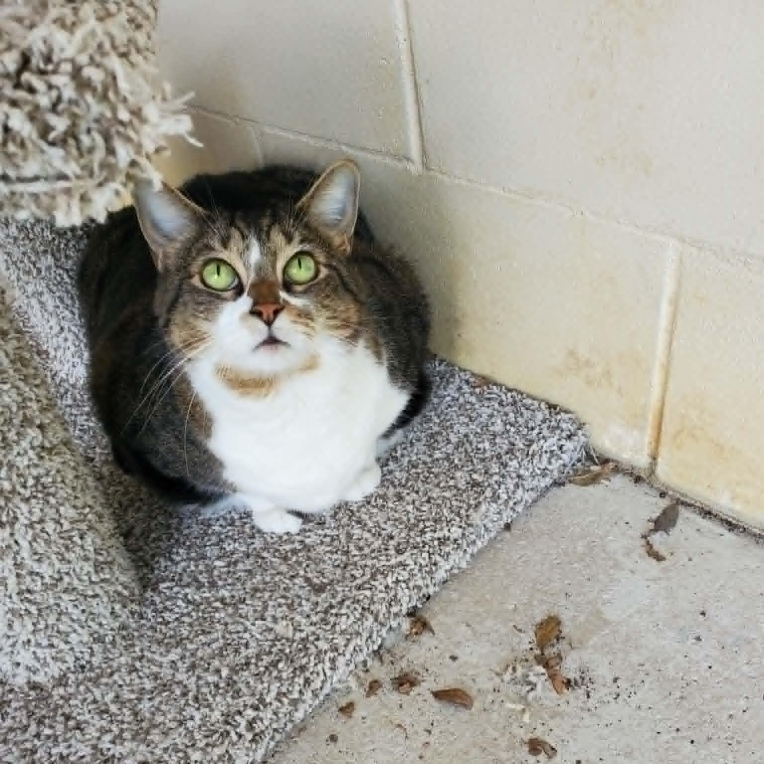 Nicole (SPONSORED), a ADOPTABLE Domestic Short Hair in Umatilla, FL image 4/5