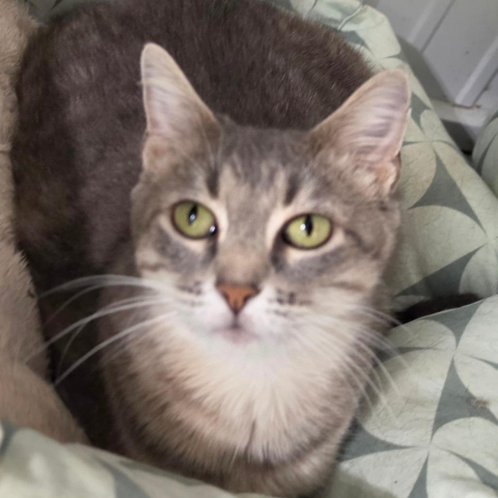 Champagne, Adoptable, Adult Female American Shorthair.