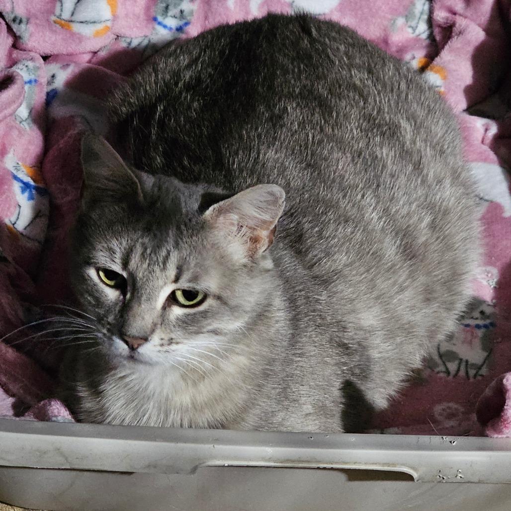 Enlarge Champagne, a Adoptable American Shorthair in Grinnell, IA image 2/4