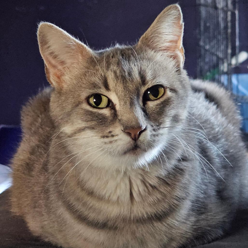Enlarge Champagne, a Adoptable American Shorthair in Grinnell, IA image 3/4