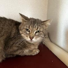 Enlarge Champagne, a Adoptable American Shorthair in Grinnell, IA image 4/4