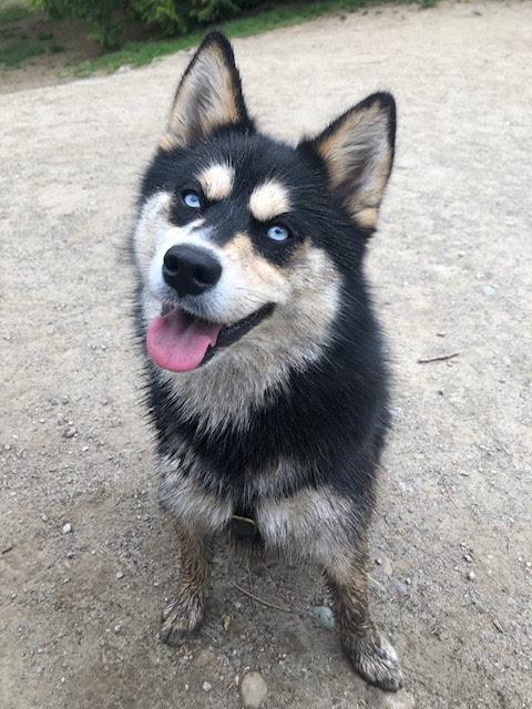 Enlarge Bogey, a Adopted Pomsky in Surrey, BC image 2/6
