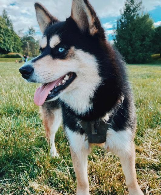 Enlarge Bogey, a Adopted Pomsky in Surrey, BC image 1/6