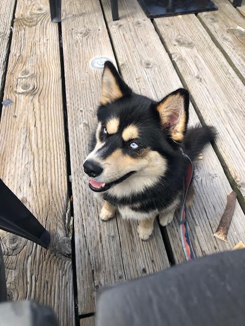 Enlarge Bogey, a Adopted Pomsky in Surrey, BC image 3/6