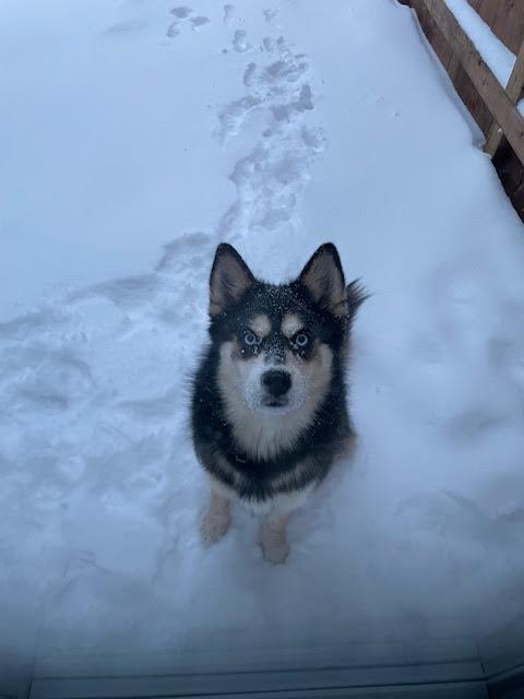 Enlarge Bogey, a Adopted Pomsky in Surrey, BC image 5/6
