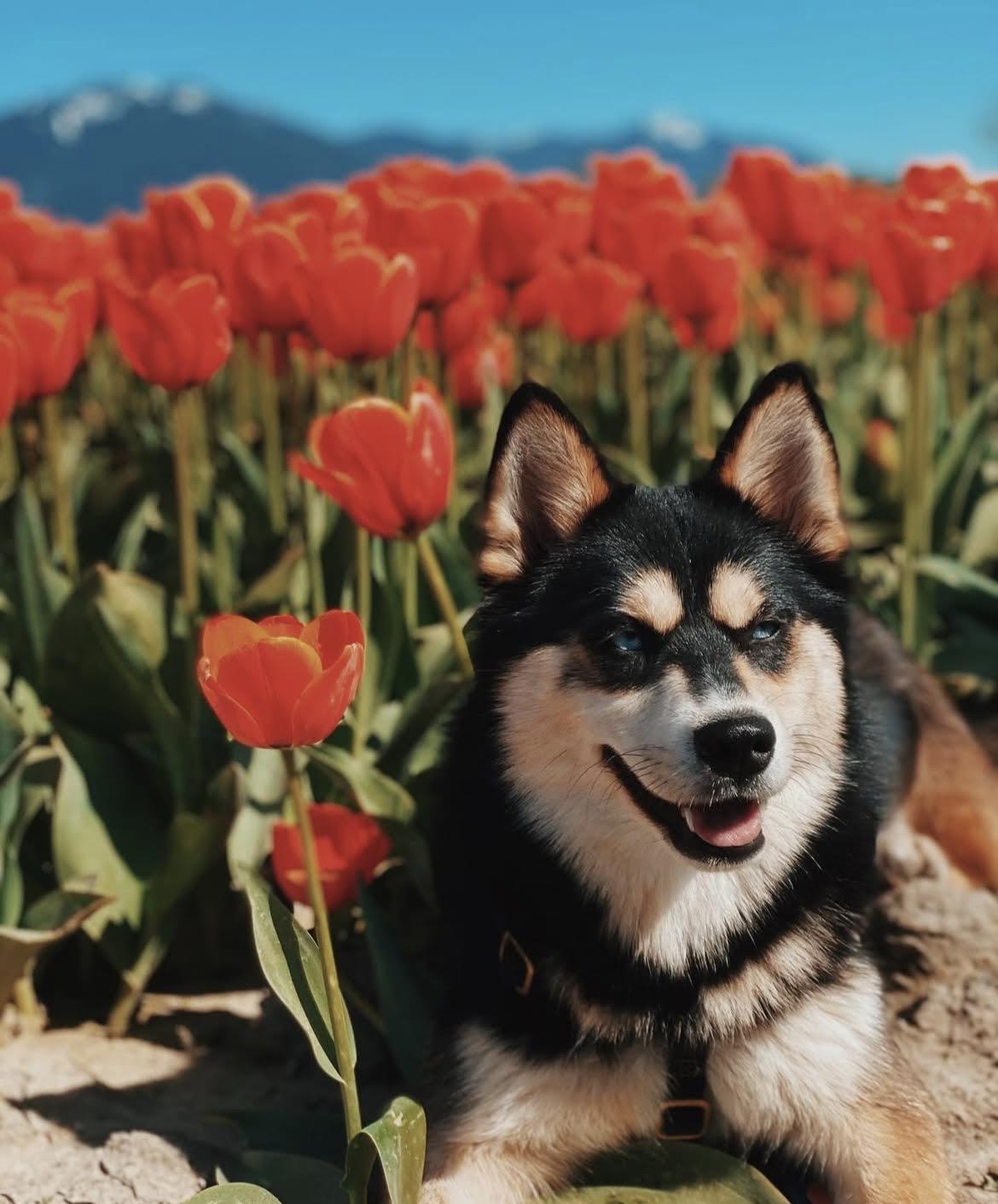 Enlarge Bogey, a Adopted Pomsky in Surrey, BC image 6/6