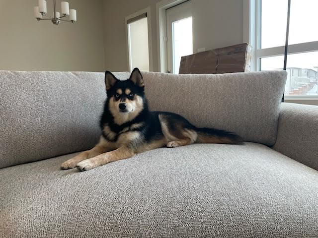 Enlarge Bogey, a Adopted Pomsky in Surrey, BC image 4/6