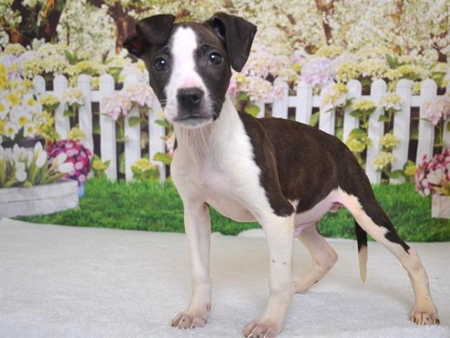ROWDY, Adoptable, Puppy Male Pit Bull Terrier & Mixed Breed.