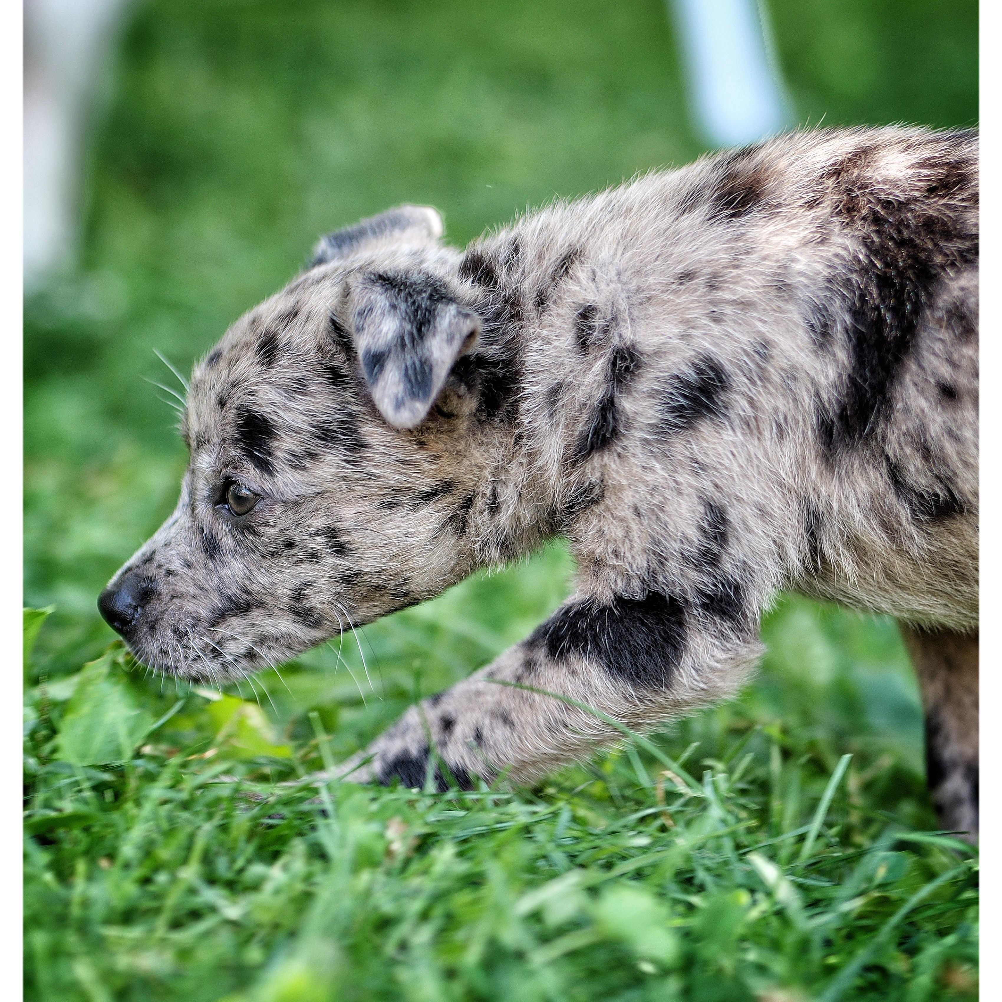 Robyn, an adopted mixed breed in Abington, PA image 1/3