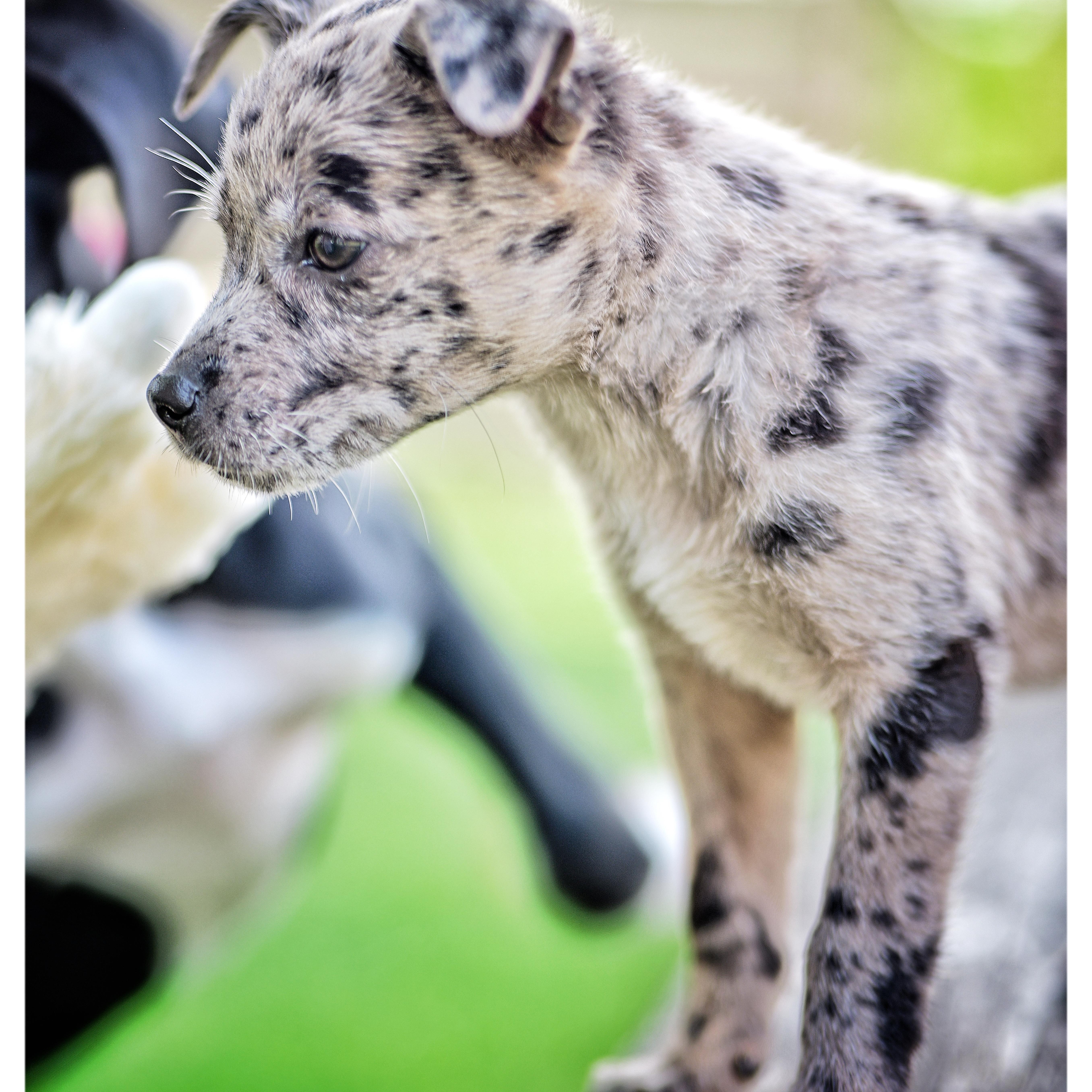 Robyn, an adopted mixed breed in Abington, PA image 3/3