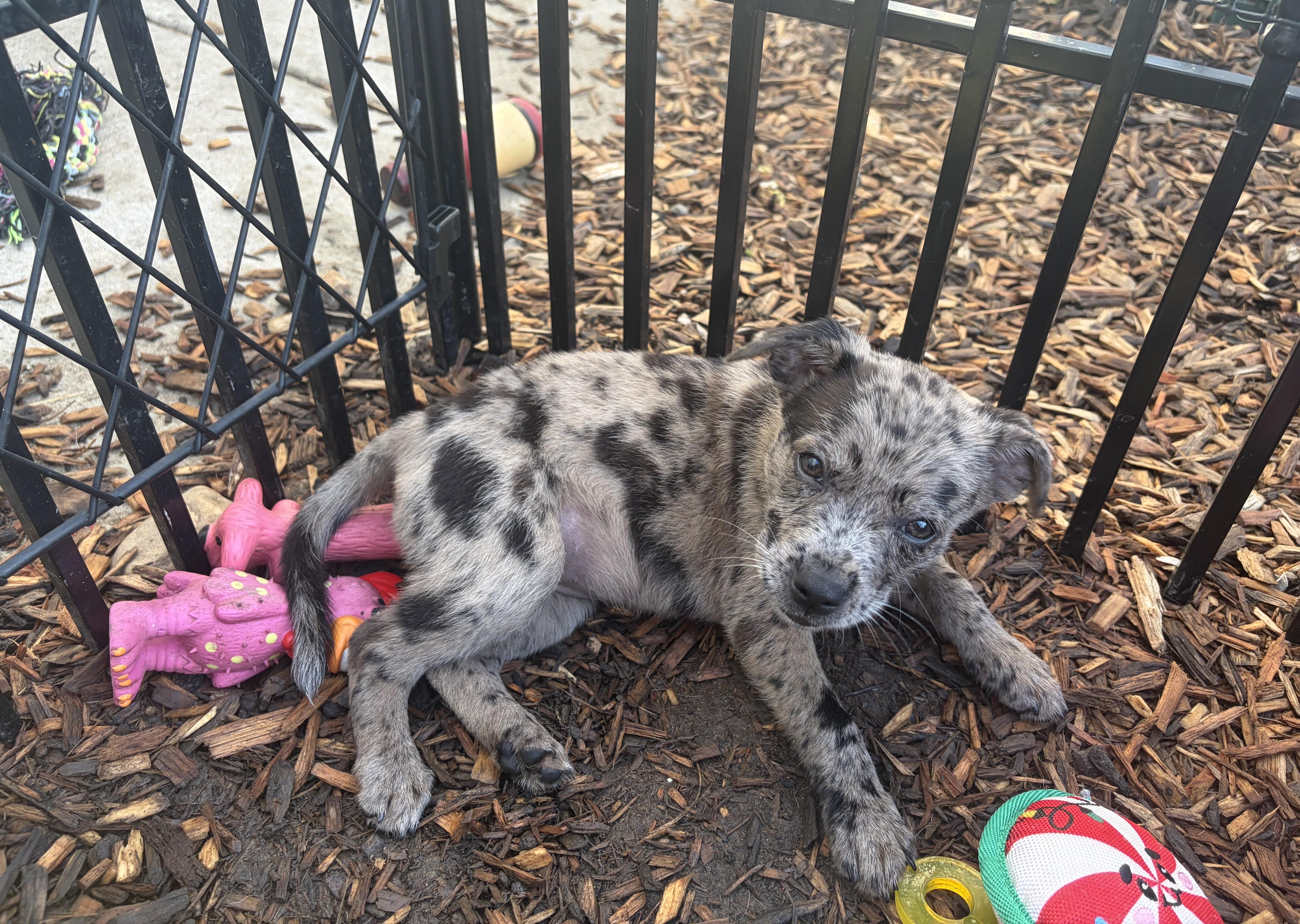 Robyn, an adopted mixed breed in Abington, PA image 2/3