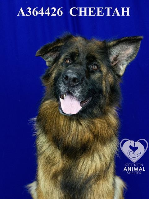 Enlarge ANNA, a Adoptable German Shepherd Dog in Stockton, CA image 1/1
