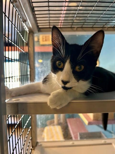 Enlarge Sammi, a Adoptable Domestic Short Hair in Deerfield Beach, FL image 3/5