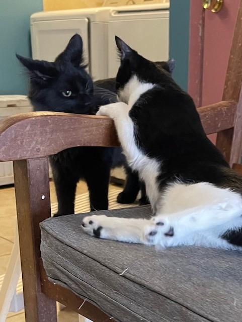 Enlarge Sammi, a Adoptable Domestic Short Hair in Deerfield Beach, FL image 5/5