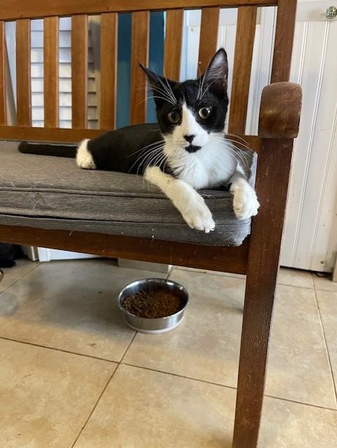 Enlarge Sammi, a Adoptable Domestic Short Hair in Deerfield Beach, FL image 2/5