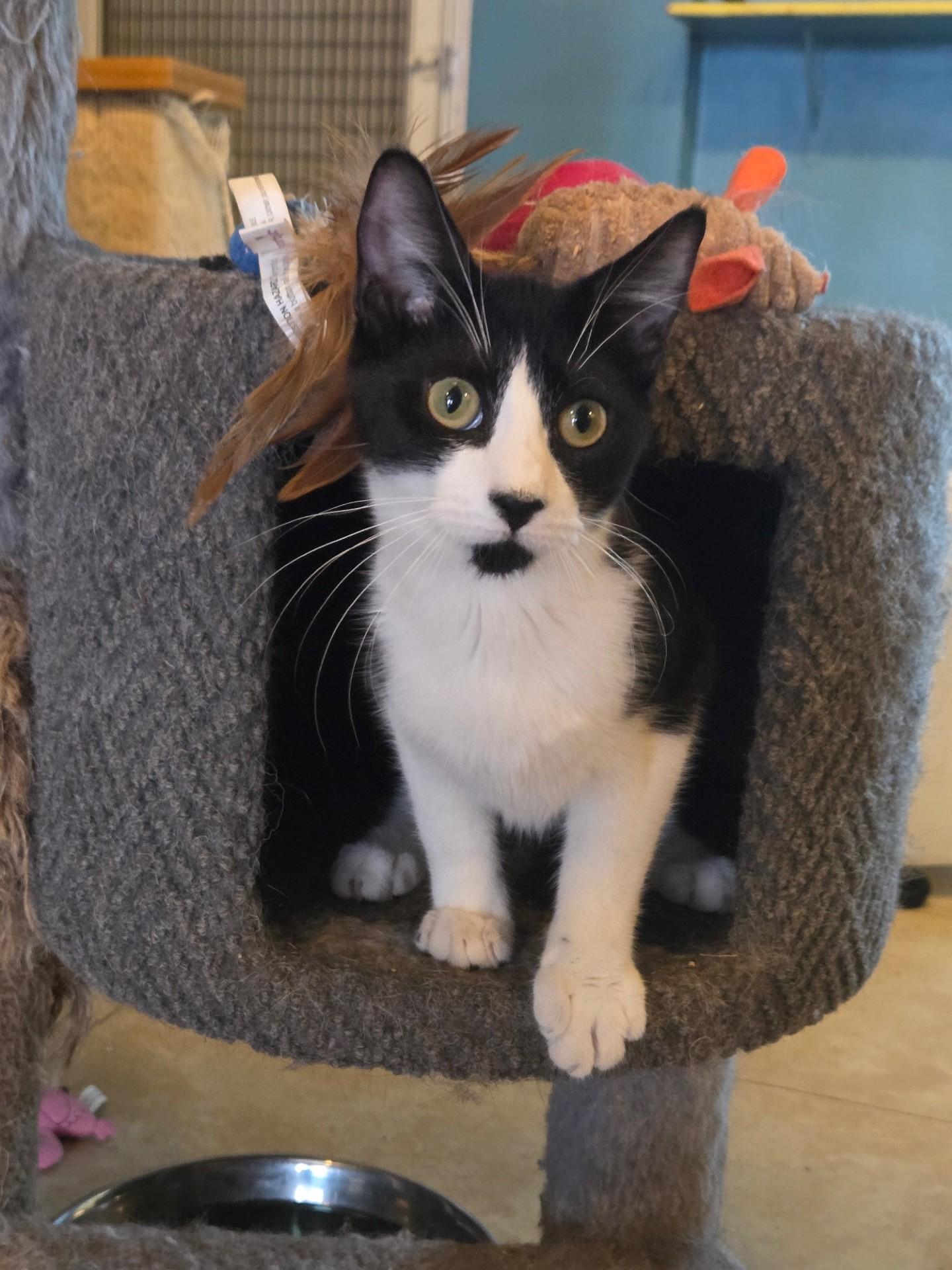 Sammi, Adoptable, Young Male Domestic Short Hair.