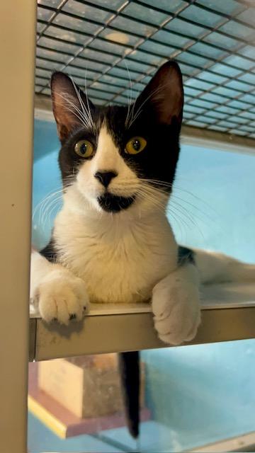 Enlarge Sammi, a Adoptable Domestic Short Hair in Deerfield Beach, FL image 4/5