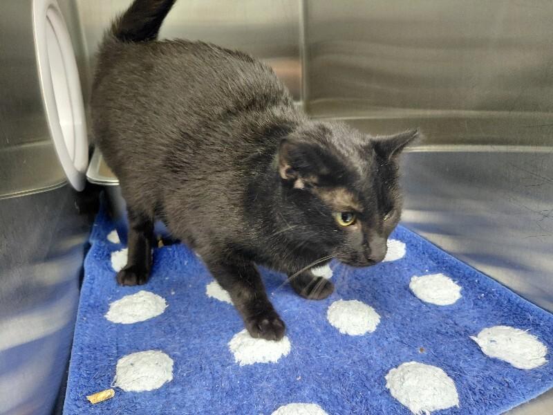 Britta, Adoptable, Young Female Domestic Short Hair.