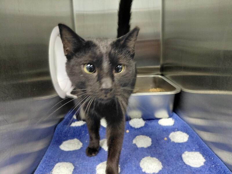 Enlarge Britta, a Adoptable Domestic Short Hair in bellefontaine, OH image 2/6