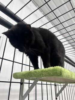 Enlarge Britta, a Adoptable Domestic Short Hair in bellefontaine, OH image 3/6