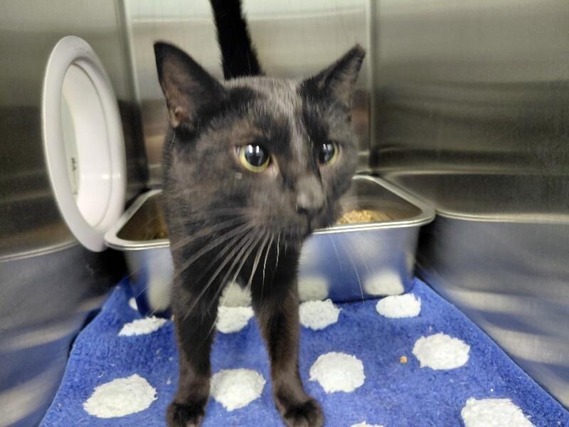 Enlarge Britta, a Adoptable Domestic Short Hair in bellefontaine, OH image 4/6
