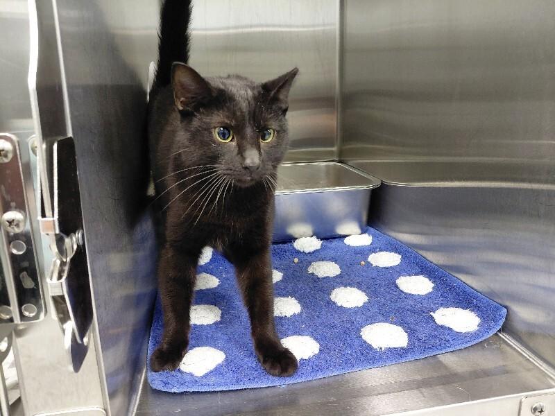 Enlarge Britta, a Adoptable Domestic Short Hair in bellefontaine, OH image 5/6