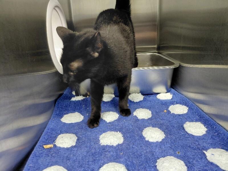 Enlarge Britta, a Adoptable Domestic Short Hair in bellefontaine, OH image 6/6