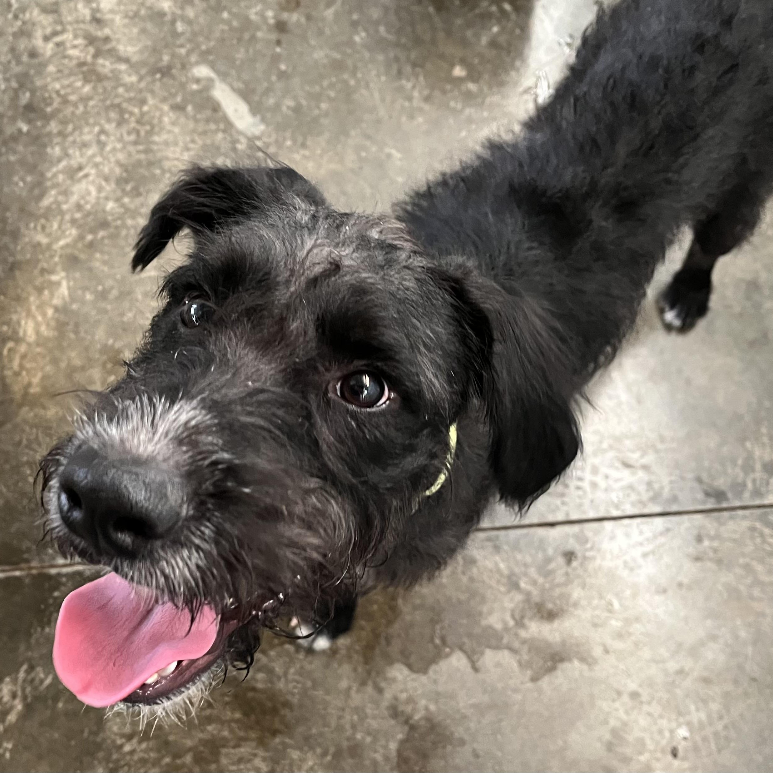 Enlarge Frisco, a ADOPTABLE mixed breed in Washington, PA image 5/6