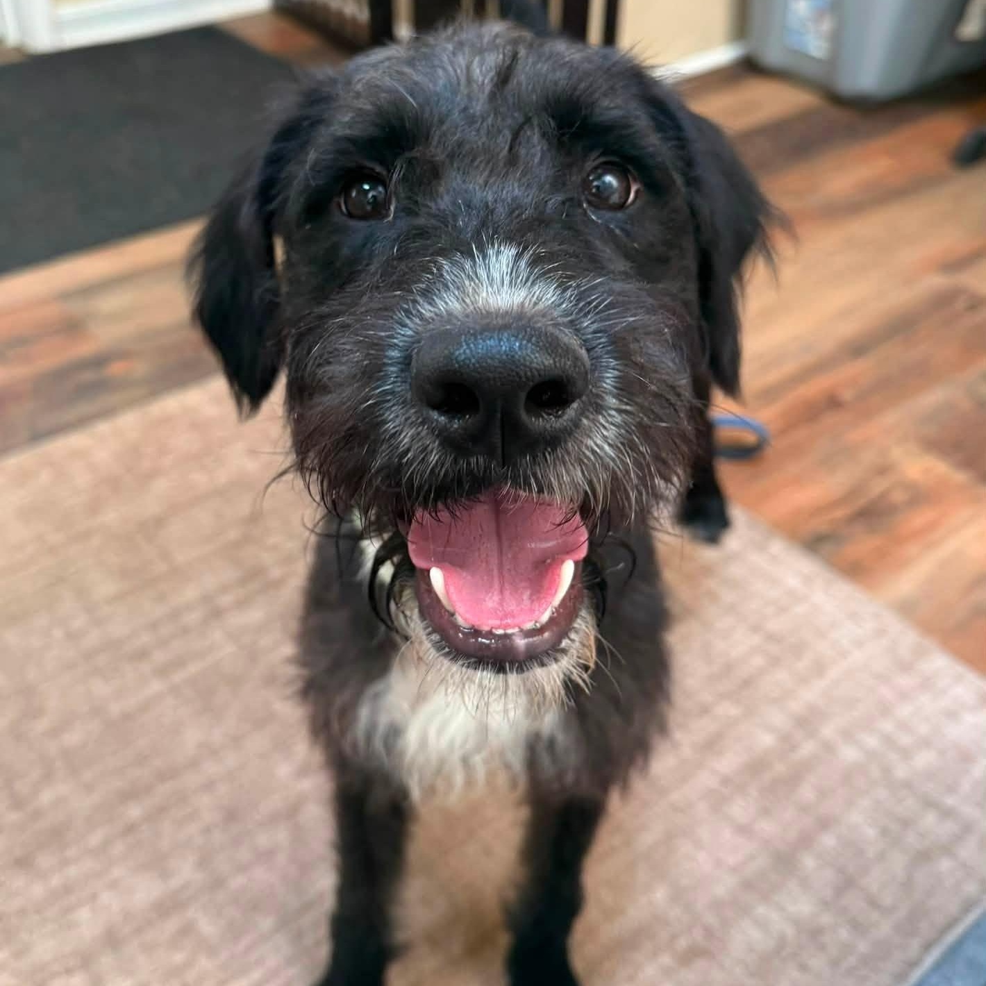 Enlarge Frisco, a ADOPTABLE mixed breed in Washington, PA image 2/6