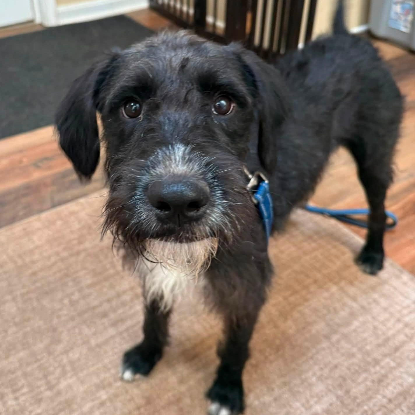 Enlarge Frisco, a ADOPTABLE mixed breed in Washington, PA image 1/6