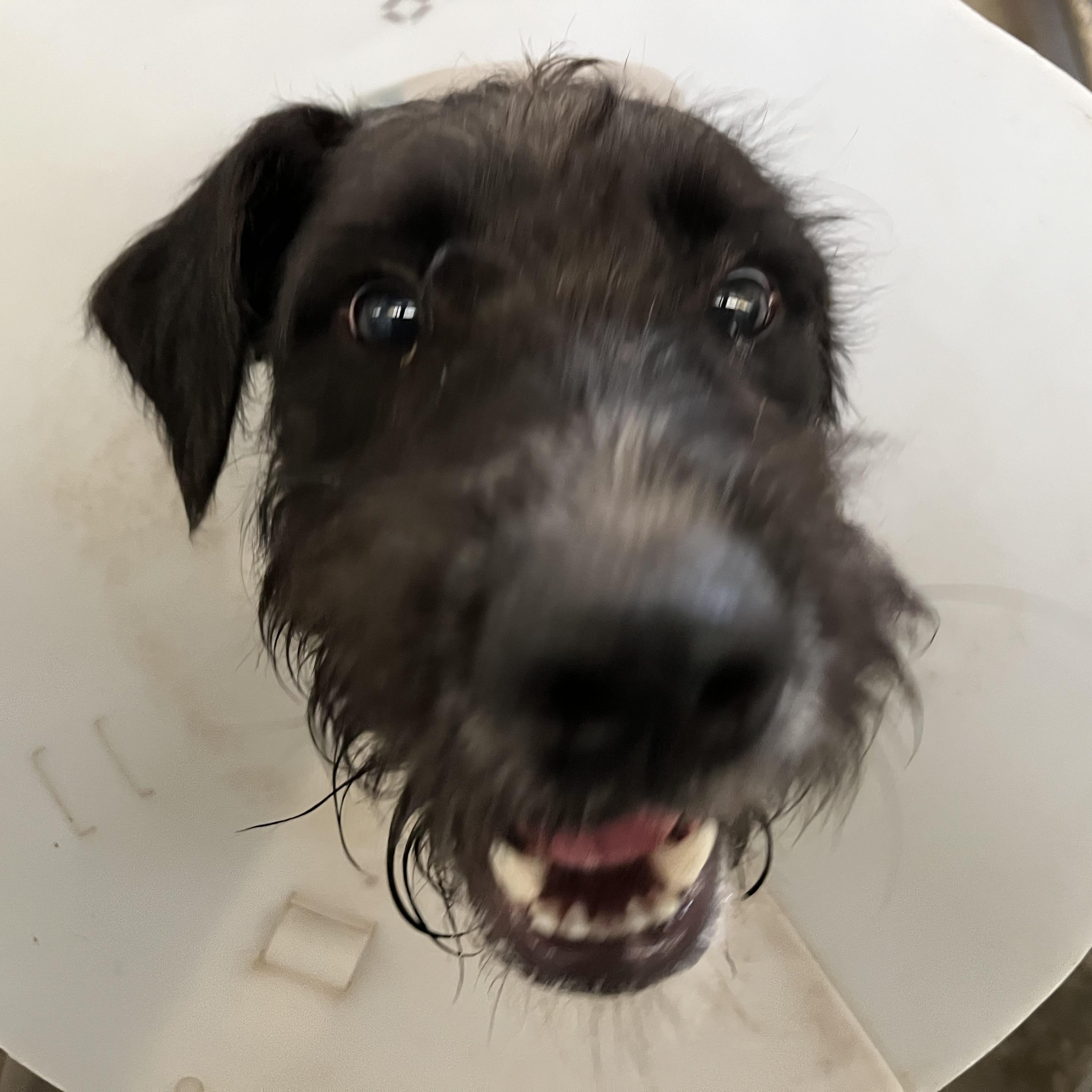 Enlarge Frisco, a ADOPTABLE mixed breed in Washington, PA image 6/6