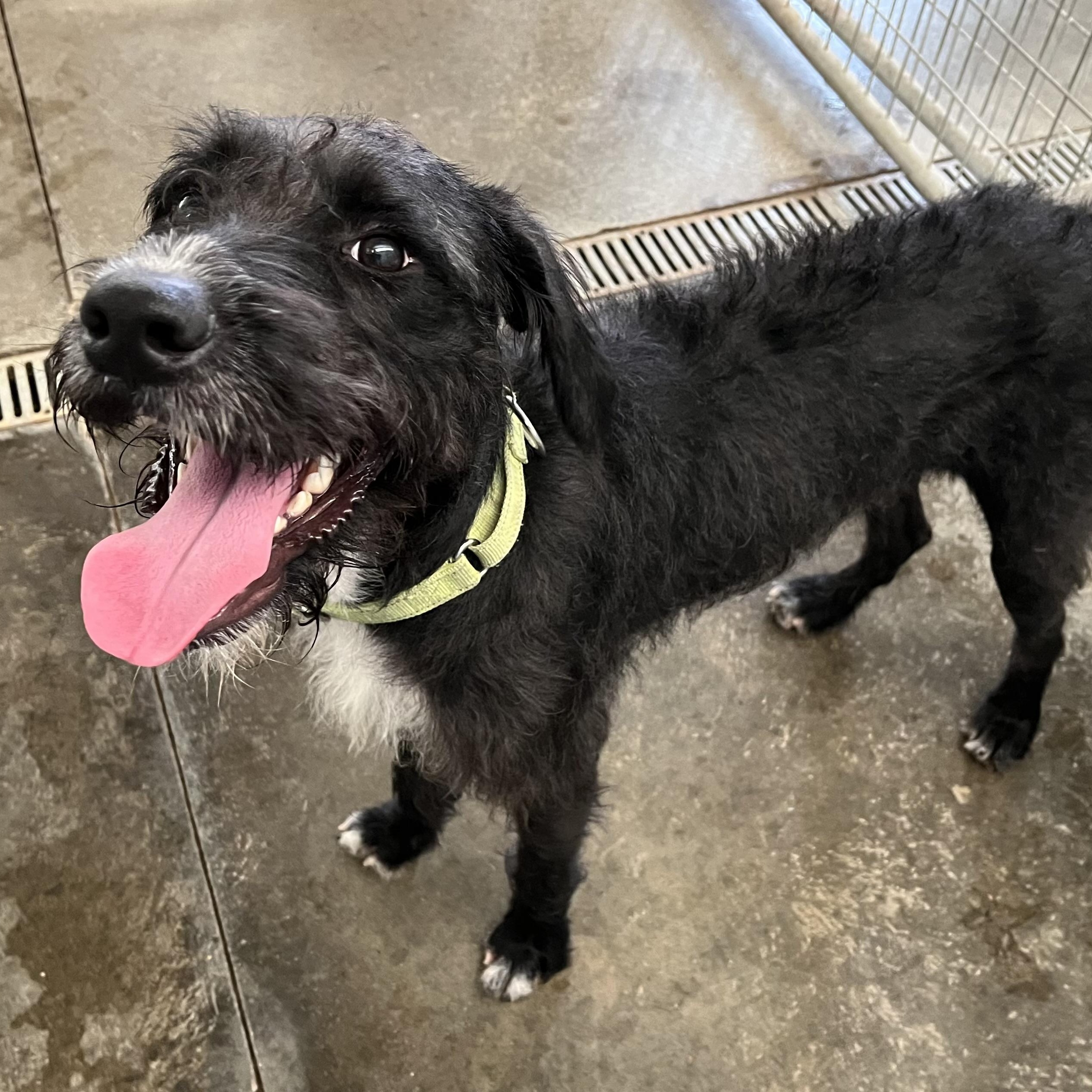Enlarge Frisco, a ADOPTABLE mixed breed in Washington, PA image 3/6