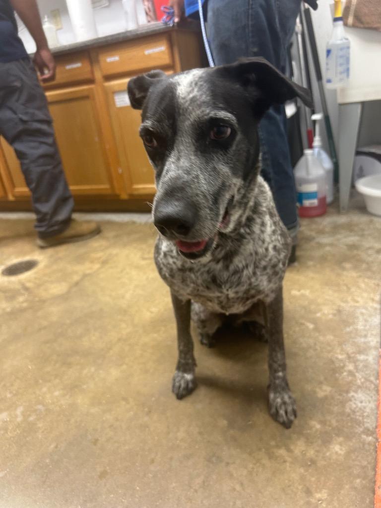Mama Dog, Adoptable, Adult Female Australian Cattle Dog / Blue Heeler & Mixed Breed.